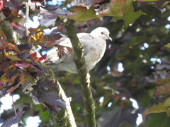 Streptopelia decaocto