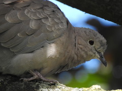 Streptopelia decaocto