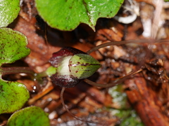 Corybas sanctigeorgianus