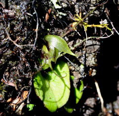 Corybas dienemus