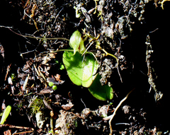 Corybas dienemus