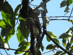 Accipiter virgatus fuscipectus