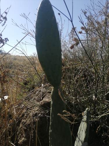 Indian fig opuntia