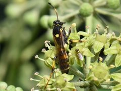 Ichneumon xanthorius