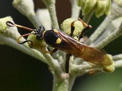 Ichneumon xanthorius