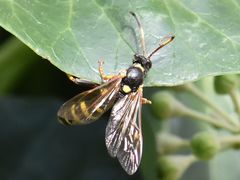 Ichneumon xanthorius