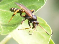 Ichneumon xanthorius