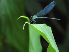 Psolodesmus mandarinus dorothea