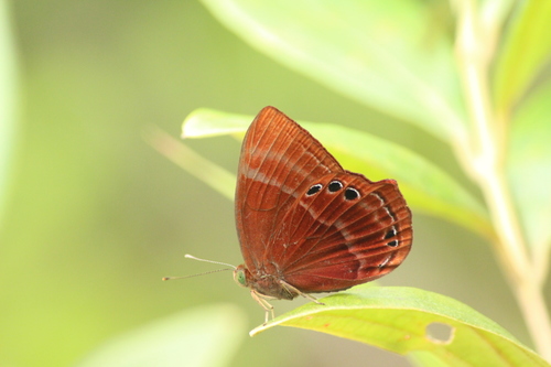 Malayan Plum Judy