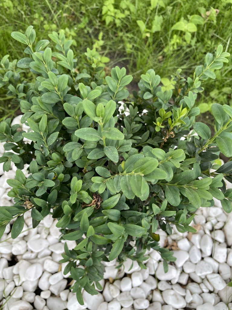 Buxus
