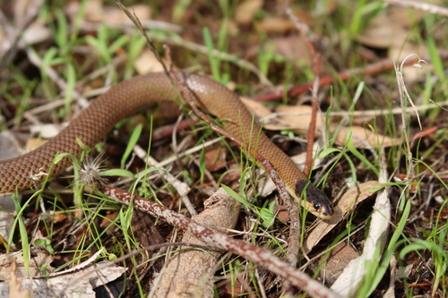 Whip Hooded Snake sighting