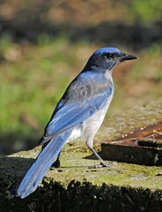 Aphelocoma ultramarina