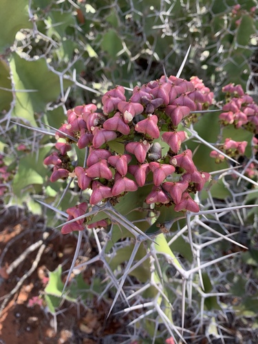 Euphorbia grandicornis image