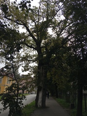 Quercus robur