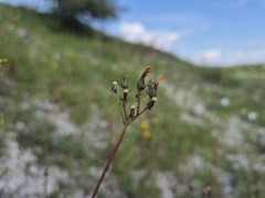 Pilosella bauhini