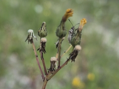 Pilosella bauhini, photograph Bobo-X, CC BY, iNaturalist via GBIF