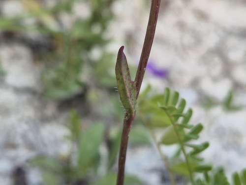 Pilosella bauhini, photograph 2