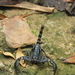 Asian Forest Scorpions - Photo (c) Rongrong Angkaew, some rights reserved (CC BY), uploaded by Rongrong Angkaew