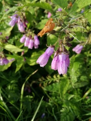 Symphytum officinale