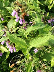 Symphytum officinale
