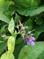 Symphytum officinale