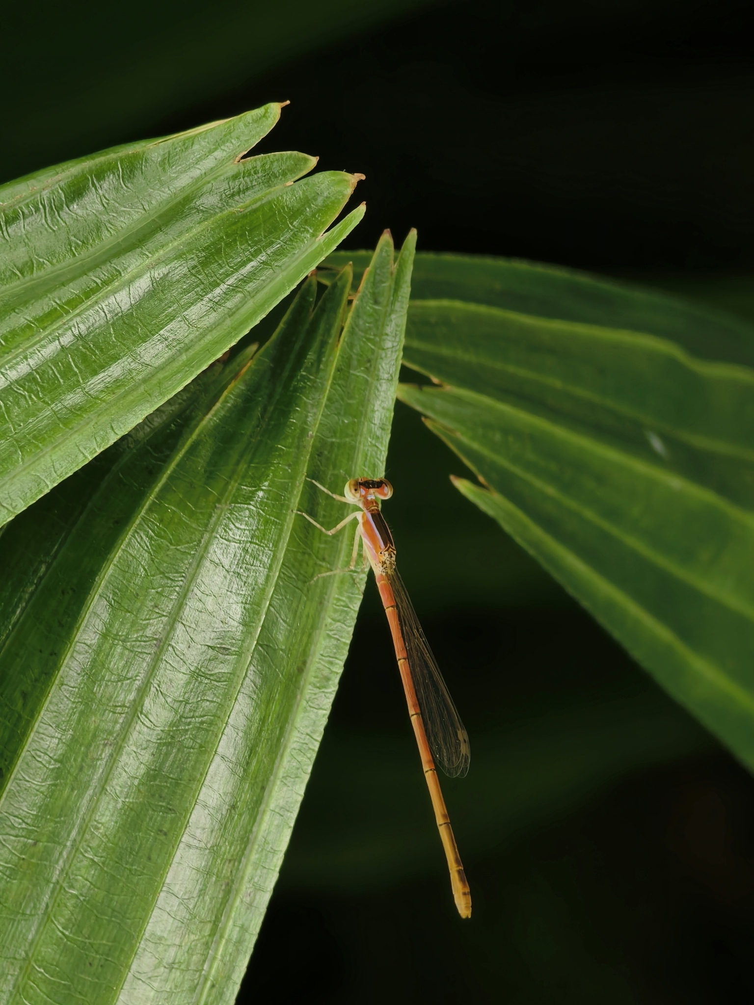 Pygmy Dartlet