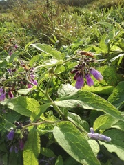 Symphytum officinale