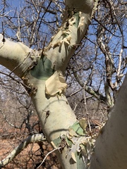 Commiphora tenuipetiolata