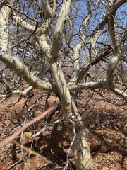 Commiphora tenuipetiolata