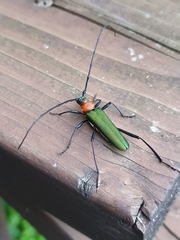 Chloridolum sieversi