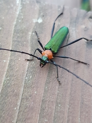 Chloridolum sieversi