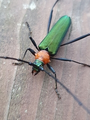 Chloridolum sieversi