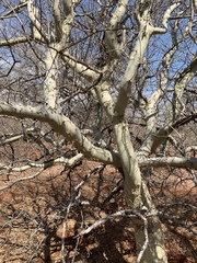 Commiphora tenuipetiolata