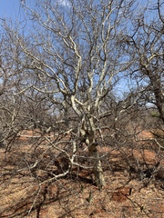 Commiphora tenuipetiolata