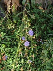 Cichorium intybus