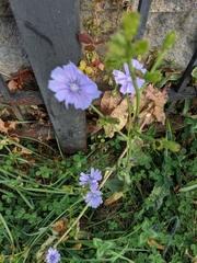 Cichorium intybus
