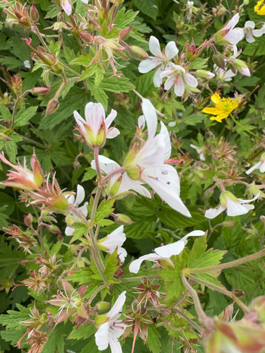 wood crane's-bill