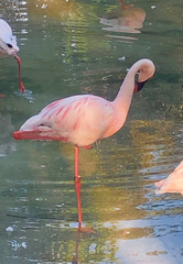 Phoenicopteridae