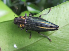 Cyphogastra farinosa