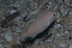 Pterogymnus laniarius