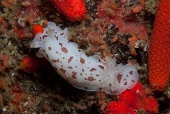 Aphelodoris brunnea