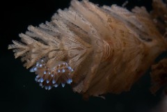 Bugulidae