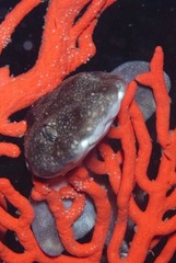 Haploblepharus pictus