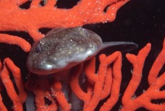 Haploblepharus pictus