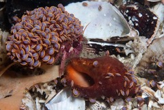 Ochlesis lenticulosus