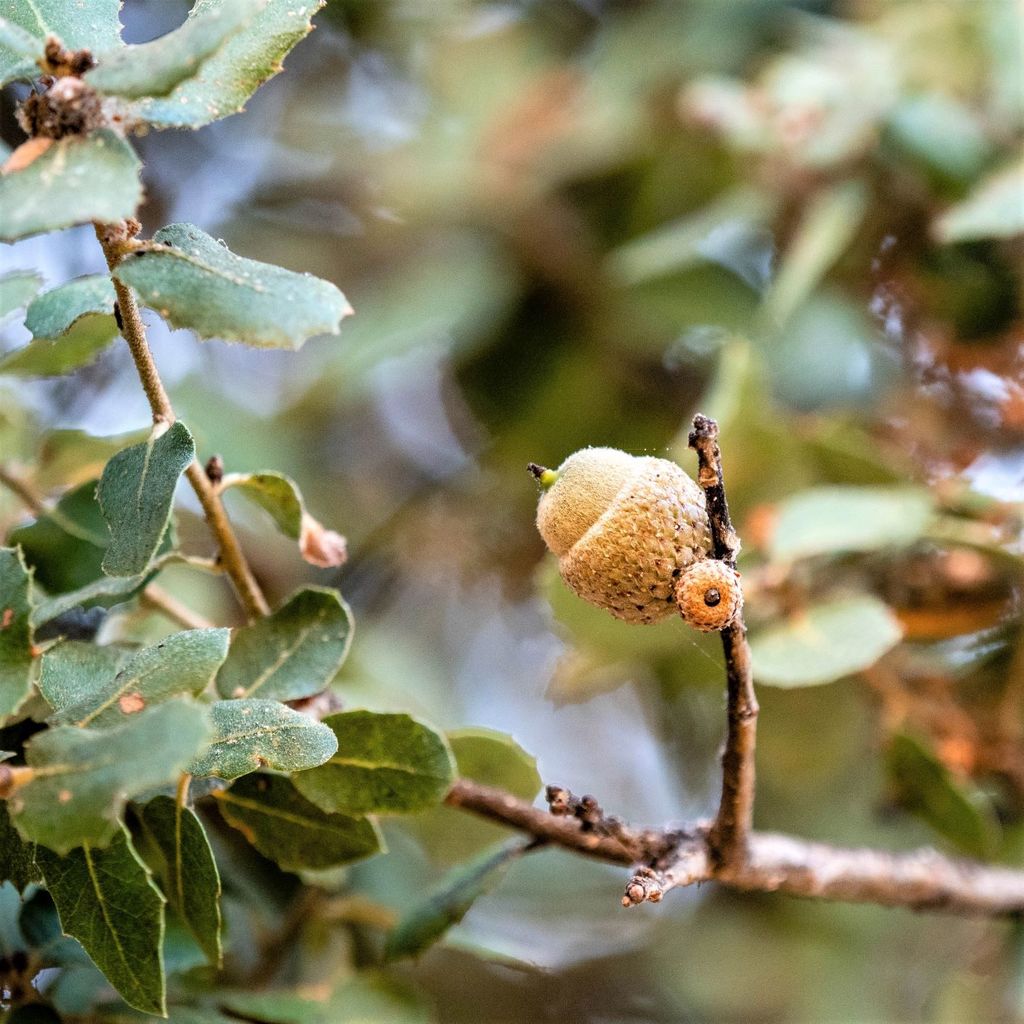 Aucher's Oak