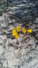 Steirodiscus tagetes