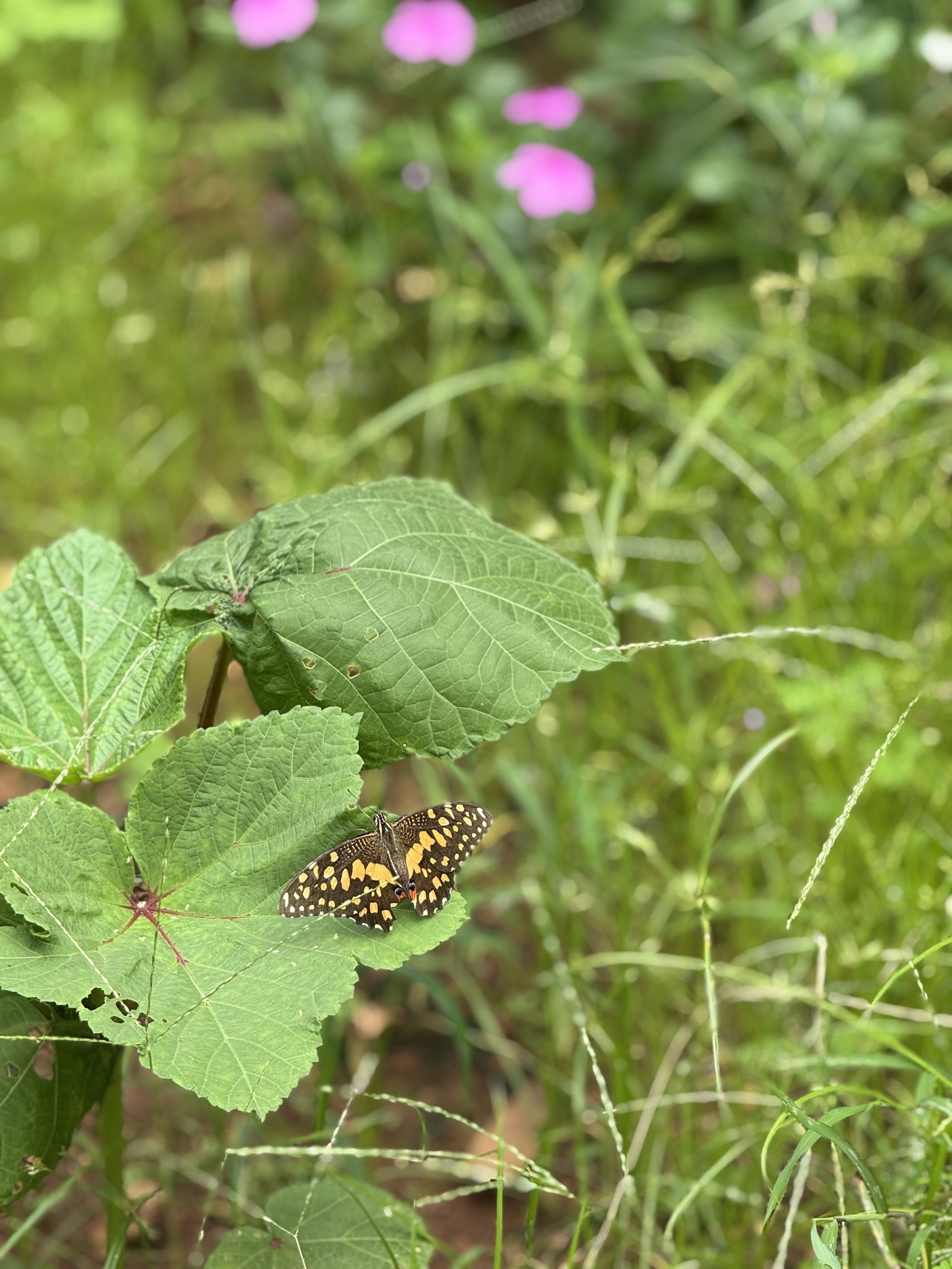 Lime Swallowtail