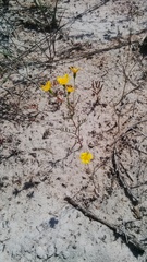 Steirodiscus tagetes