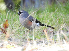 Pyrrhula owstoni